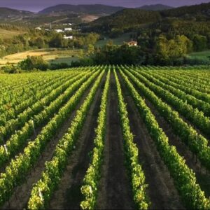 vigne podere ema