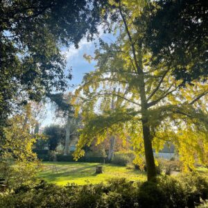 giardinoGingko