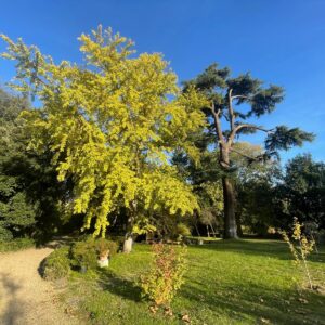 giardinoGingko1